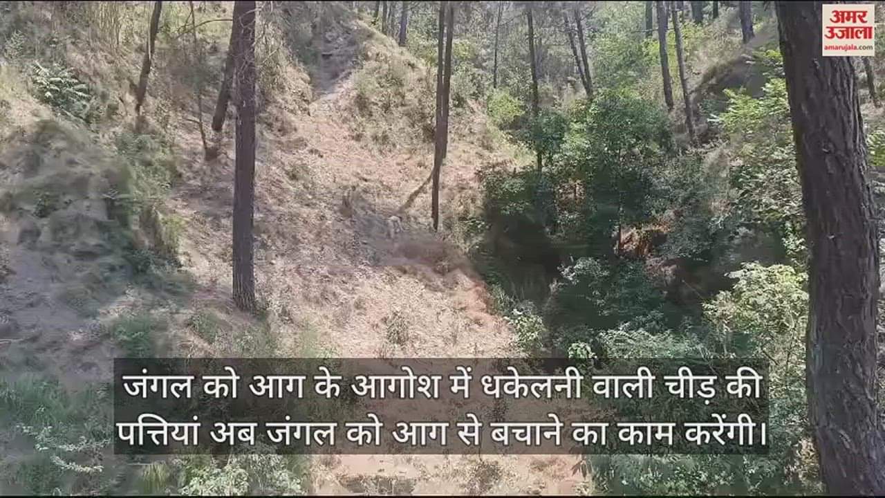 VIDEO : Forest Divisio Chamba conducted the first test of making check dams from pine leaves know its benefits