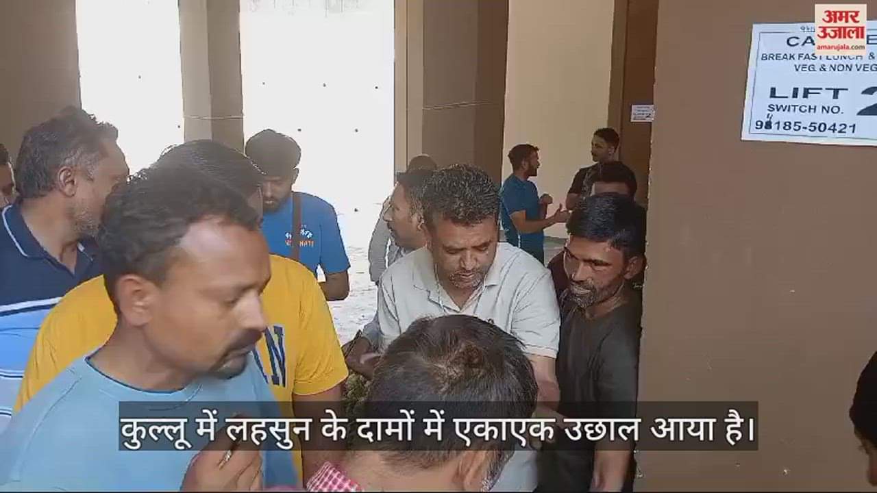 VIDEO : Garlic prices rise in Kullu gardeners get better prices for apricot and plum too