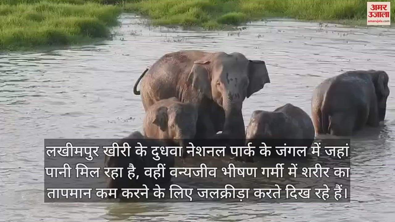 VIDEO : भीषण गर्मी से वन्यजीव भी परेशान, दुधवा के जंगल में तालाब के पानी में तरावट ले रहे हाथी