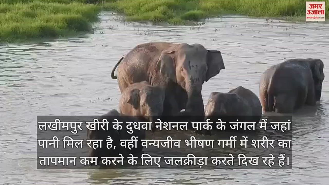 VIDEO : भीषण गर्मी से वन्यजीव भी परेशान, दुधवा के जंगल में तालाब के पानी में तरावट ले रहे हाथी
