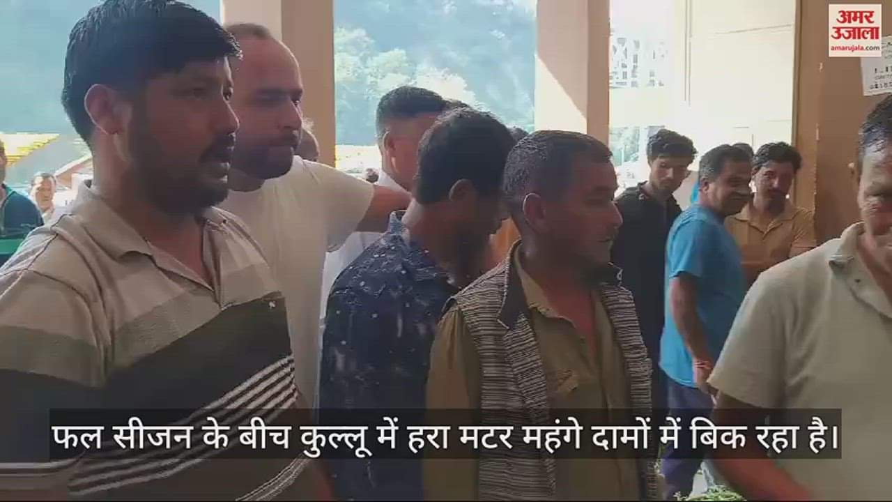 VIDEO : Green peas sold at Rs 120 per kg in Bandrol Mandi of Kullu