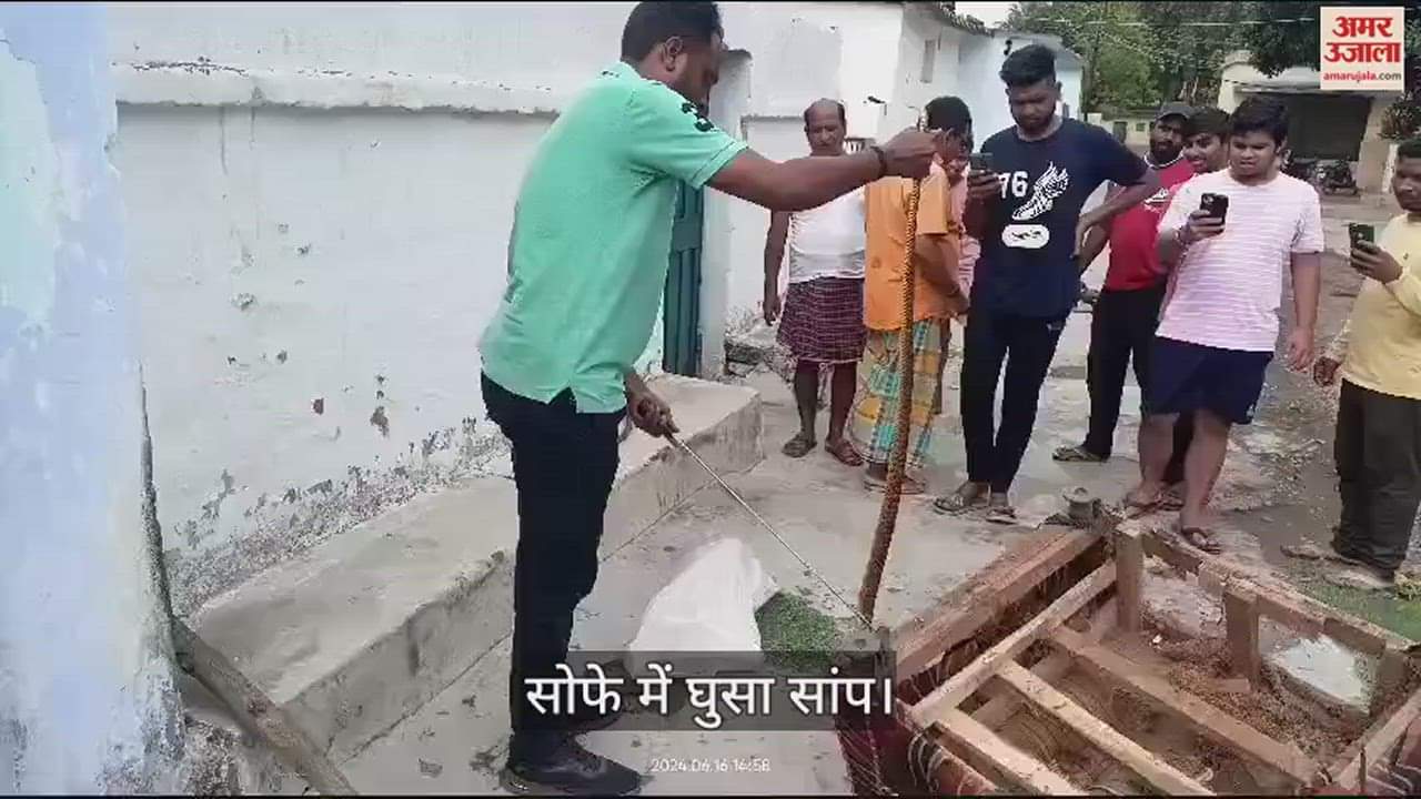 VIDEO : कोरबा में सोफे में घुस कर बैठा था सांप, जानकारी  होने पर मचा हड़कप, देखें वीडियो