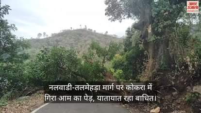 VIDEO : mango tree fell in Kokra on the Nalwadi-Talmehra road, traffic was disrupted