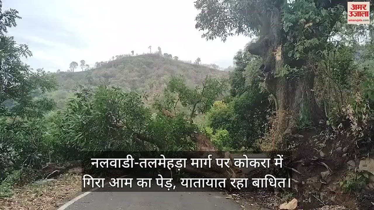VIDEO : mango tree fell in Kokra on the Nalwadi-Talmehra road, traffic was disrupted