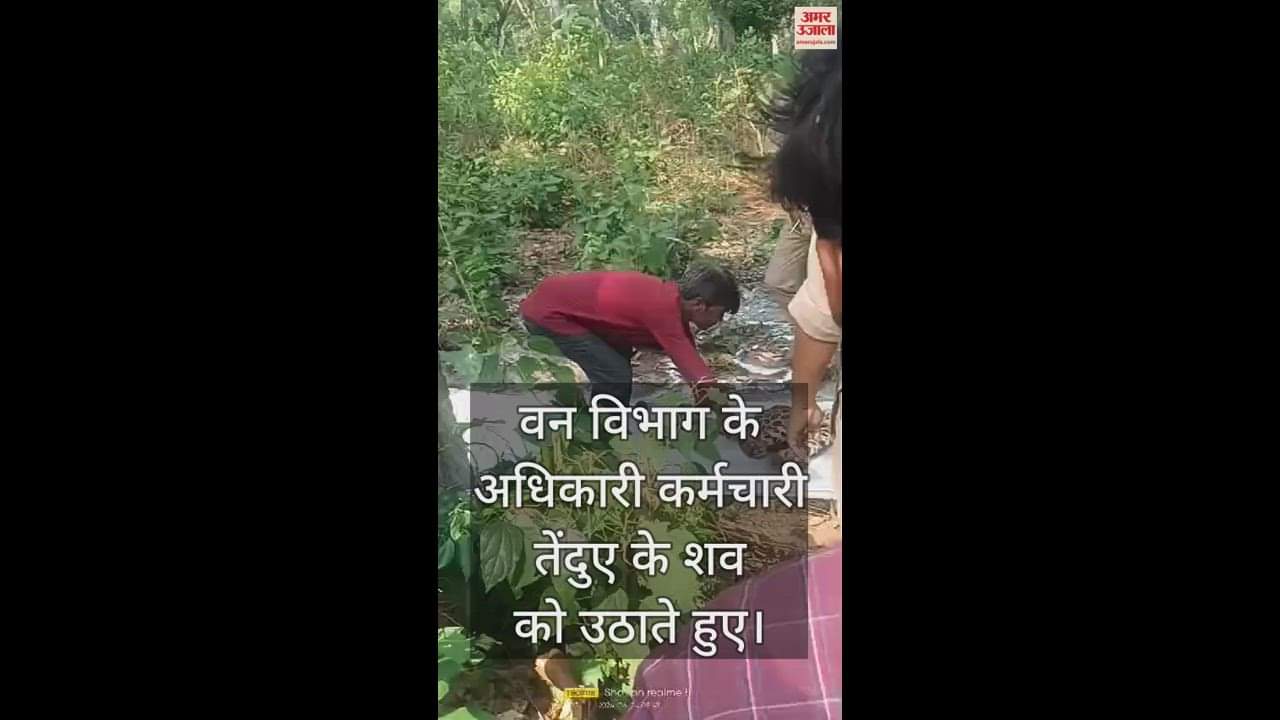 VIDEO : The carcass of a leopard has been found in the bushes of Sohagibarwa forest area of Maharajganj