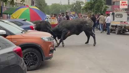 VIDEO : ग्रेटर नोएडा में आपस में भिड़े दो आवारा सांड, वीडियो देख दंग रह जाएंगे आप