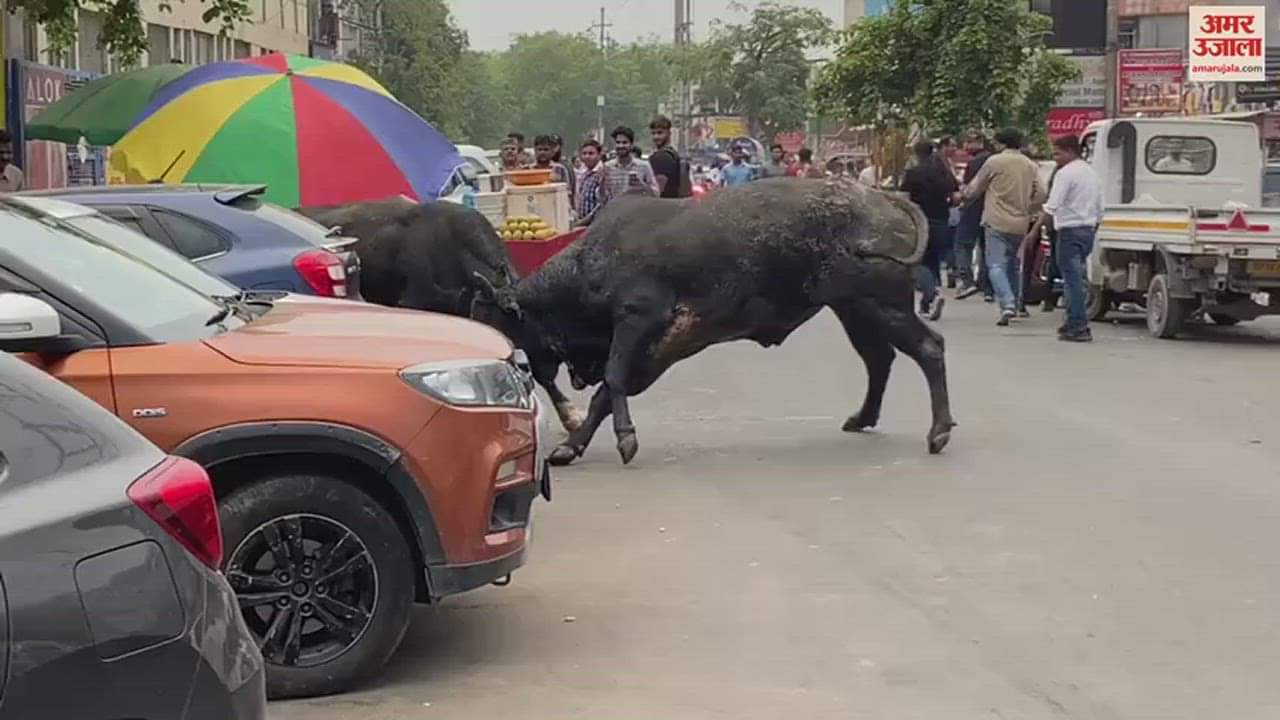 VIDEO : ग्रेटर नोएडा में आपस में भिड़े दो आवारा सांड, वीडियो देख दंग रह जाएंगे आप