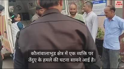 VIDEO : Leopard attacked a person in Kaulawalabhud area injured him