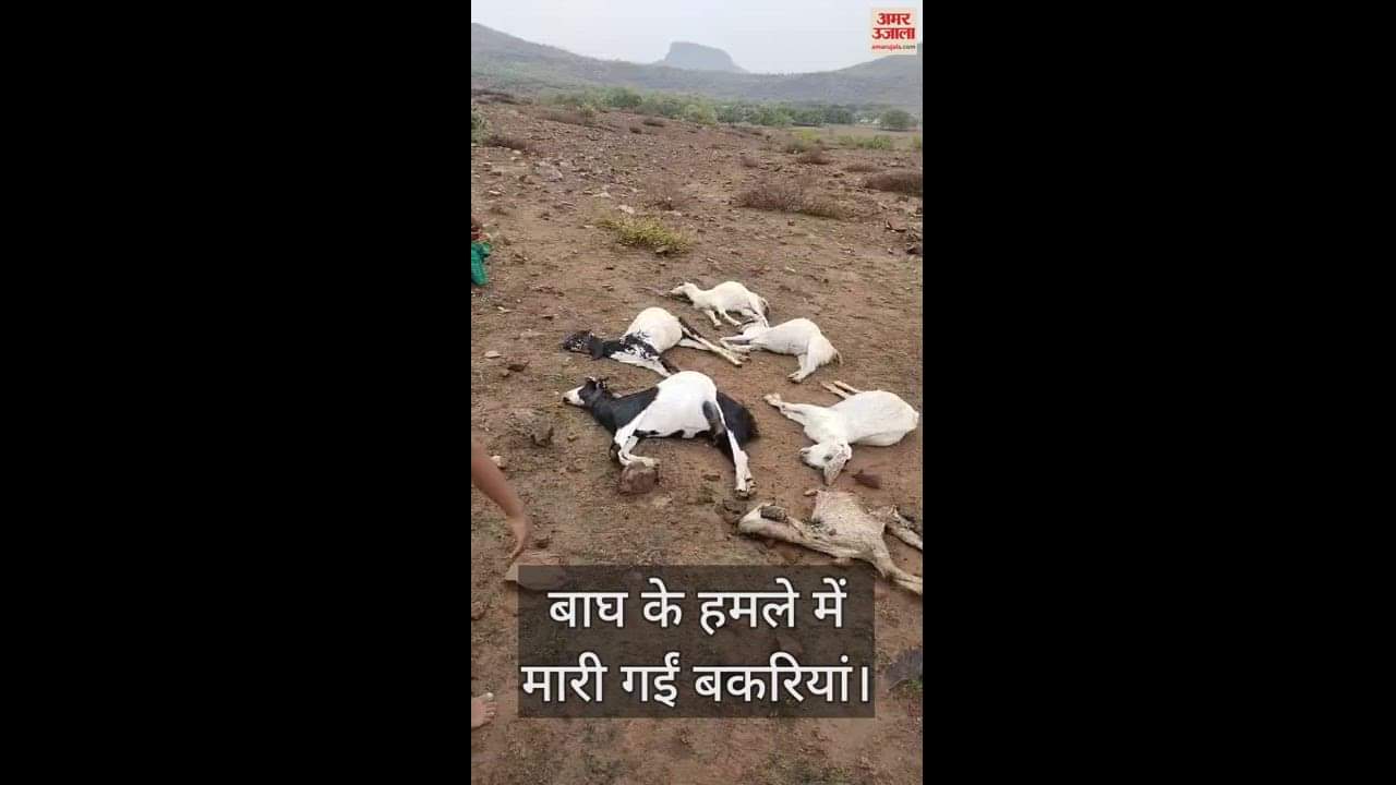 VIDEO : tiger that came down from the mountain entered the house and attacked the herd of goats, six died