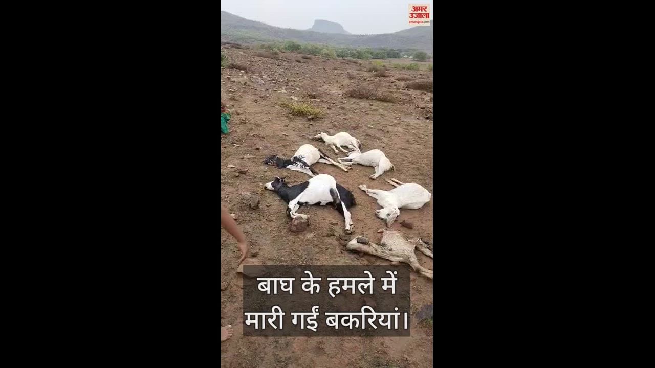VIDEO : tiger that came down from the mountain entered the house and attacked the herd of goats, six died