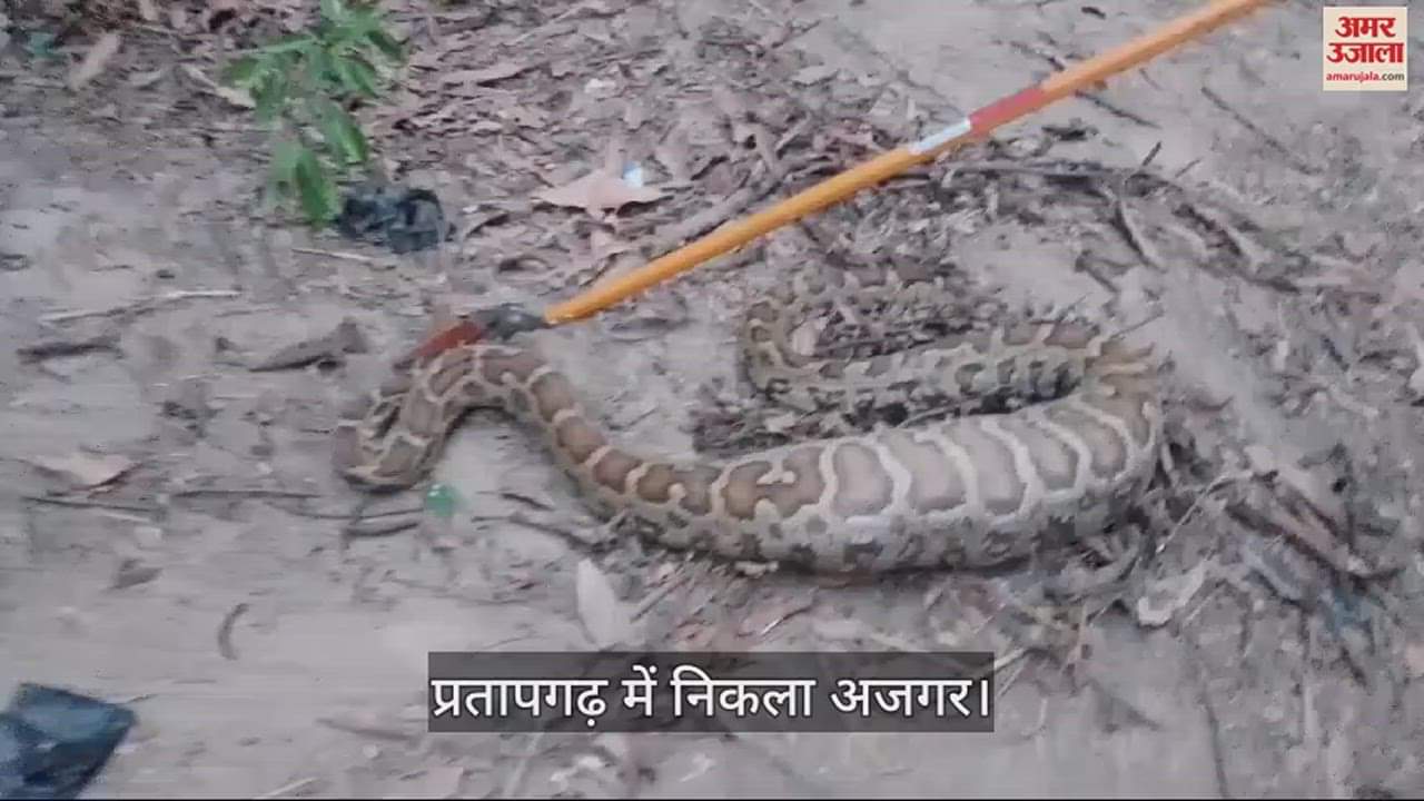 VIDEO : The release of the python created panic, a crowd of villagers gathered