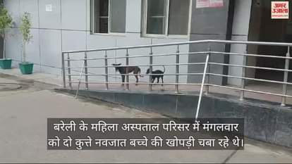 VIDEO : बरेली के महिला अस्पताल परिसर में कुत्ते चबा रहे नवजात की खोपड़ी, देखकर दंग रह गए लोग