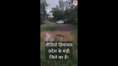 VIDEO : A flock of yellow frogs was seen in Mandi district of Himachal