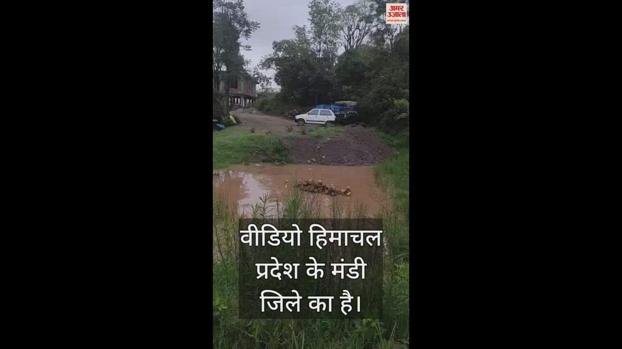 VIDEO : A flock of yellow frogs was seen in Mandi district of Himachal