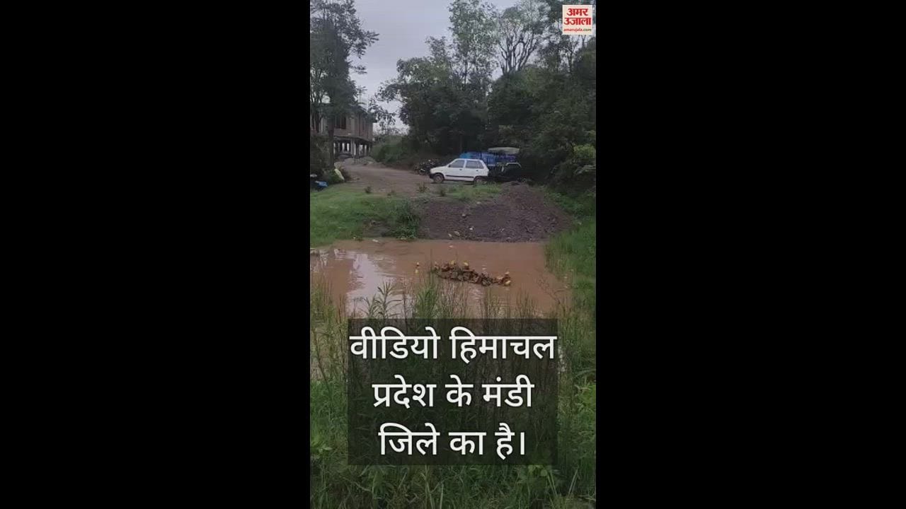 VIDEO : A flock of yellow frogs was seen in Mandi district of Himachal
