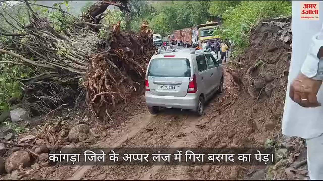 VIDEO : Banyan tree fell in Upper Lanj of Kangra district