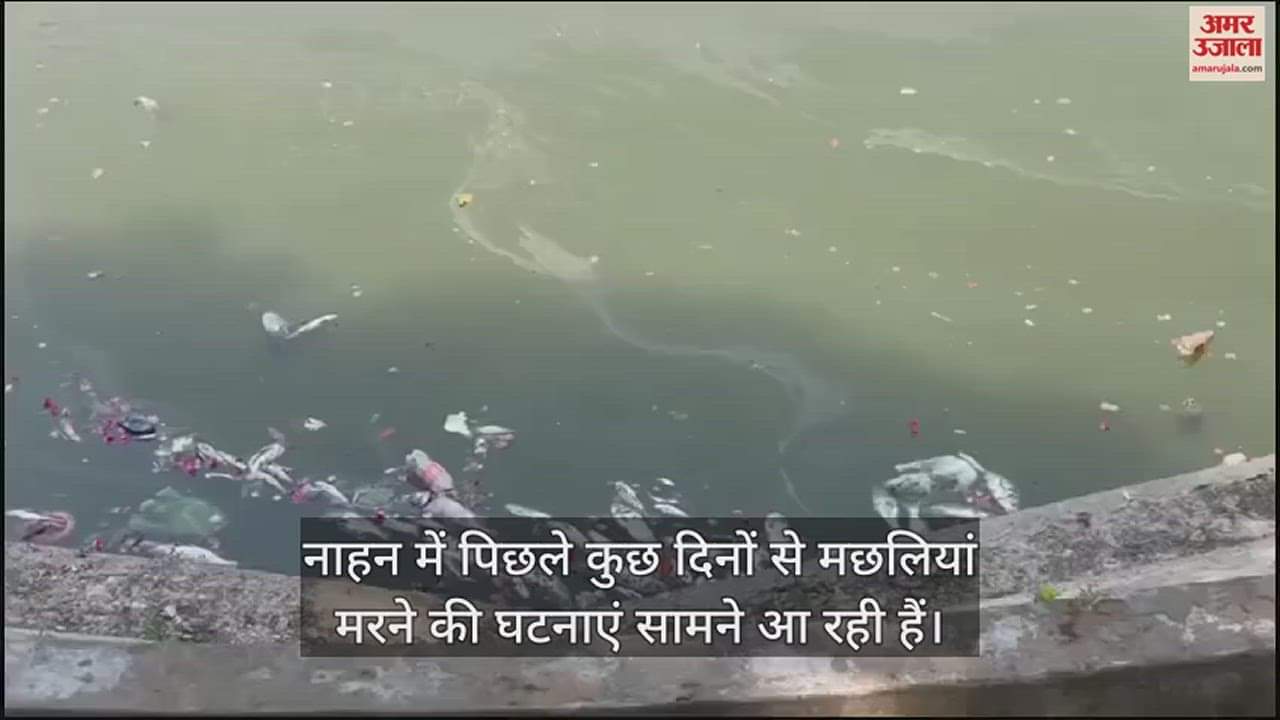 VIDEO : Hundreds of fishes are dying in the ponds of Nahan foul smell is spreading all around people are troubled