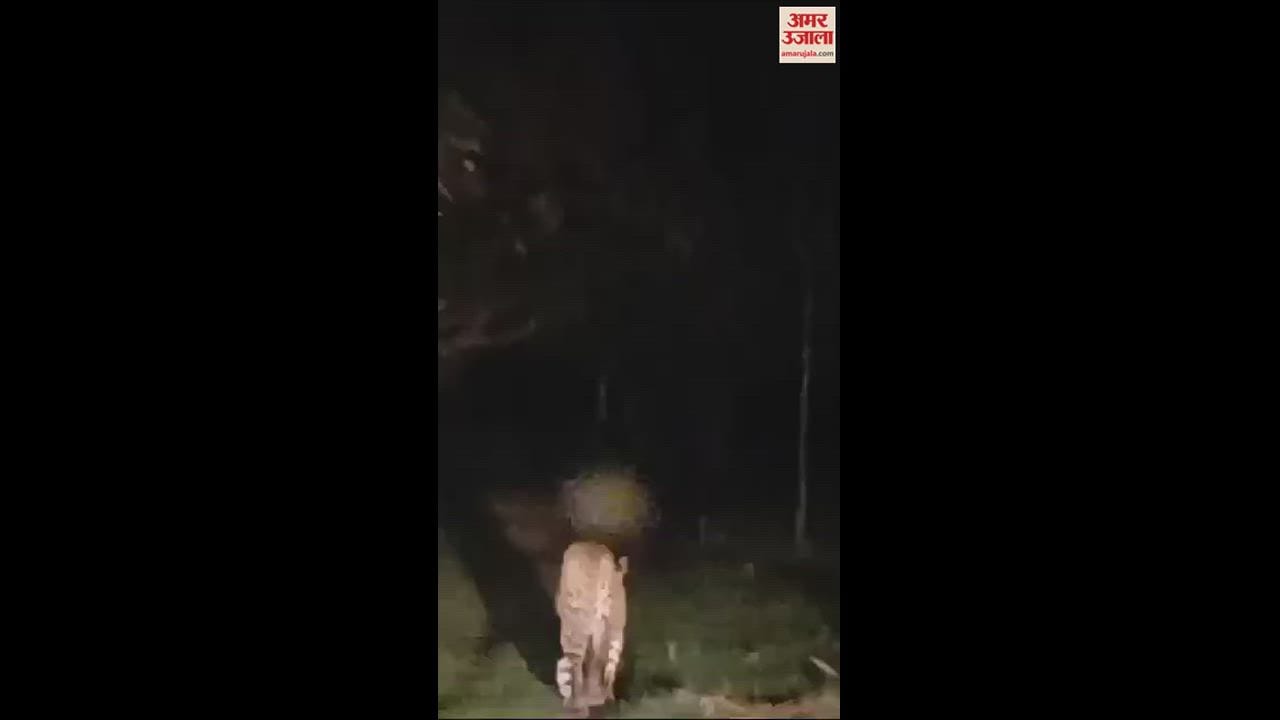 VIDEO : रात में गांव के करीब पहुंचा तेंदुआ... फैली दहशत, कार सवारों ने बनाया वीडियो