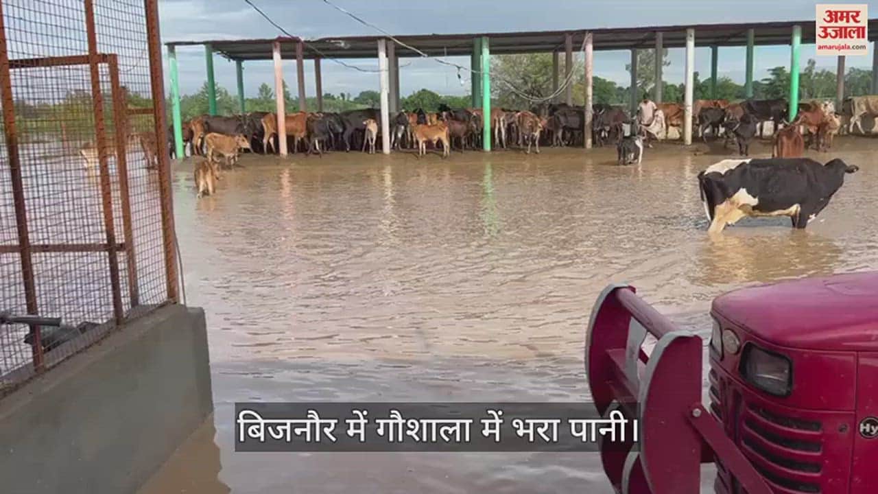 VIDEO : Torrential rain wreaks havoc, farms, connecting roads and cowsheds in Bijnor submerged