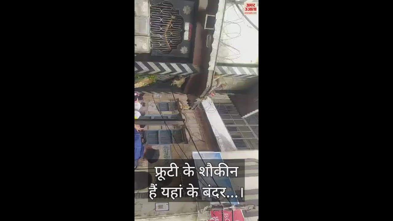 VIDEO : फ्रूटी के शौकीन हैं यहां के बंदर... वसूली के लिए उतार लेते चश्मा, निकाल लेते पर्स