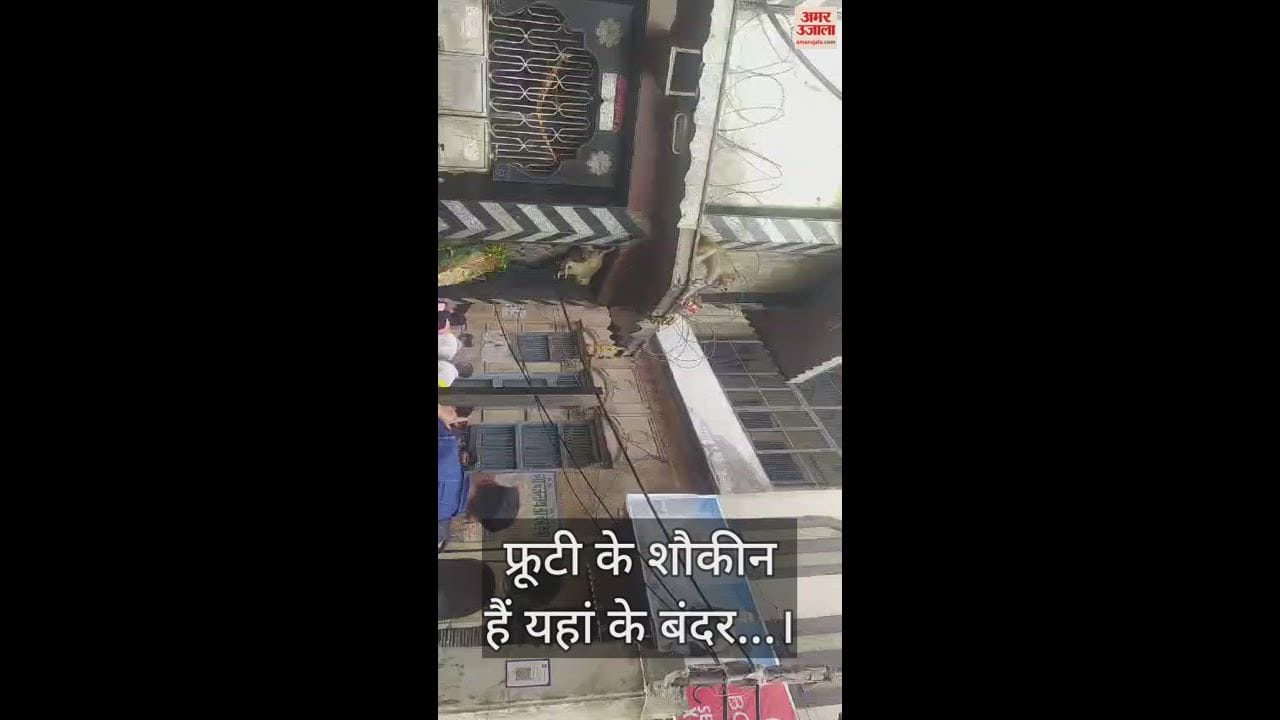VIDEO : फ्रूटी के शौकीन हैं यहां के बंदर... वसूली के लिए उतार लेते चश्मा, निकाल लेते पर्स