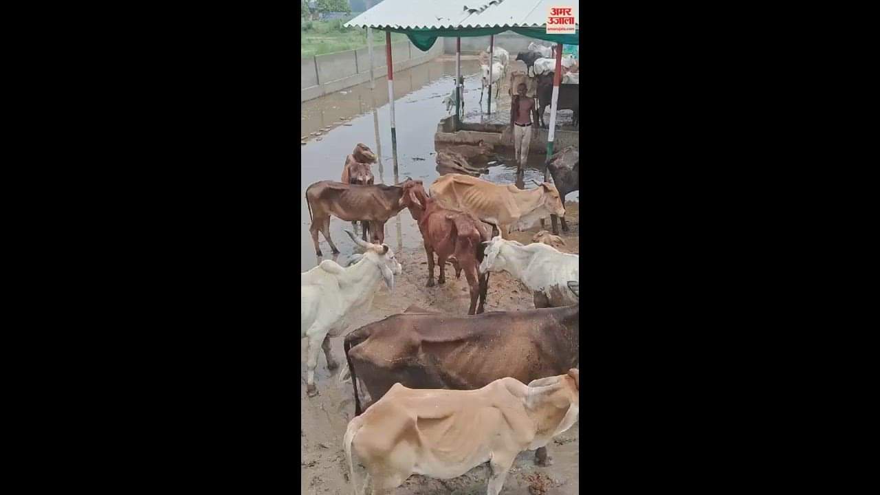 VIDEO : ten animals died in Kanharia temporary cow shelter in Azamgarh