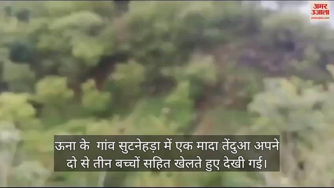 VIDEO : Leopard playing in Una caught on camera villagers scared