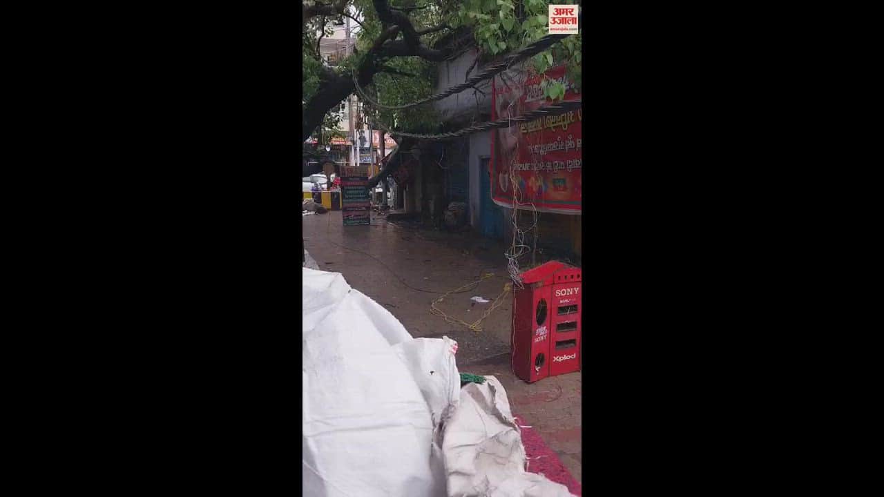 VIDEO : peepal tree suddenly fell in varanasi causing panic among people branches will be cut and removed