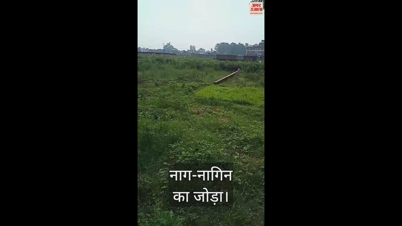 VIDEO : pair of snakes was seen in a residential area in Bijnor, people were terrified