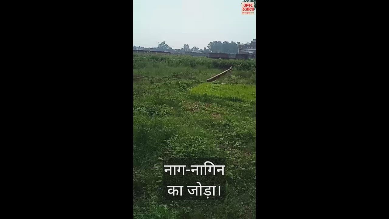 VIDEO : pair of snakes was seen in a residential area in Bijnor, people were terrified
