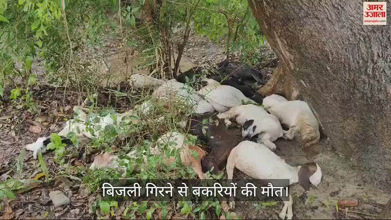 VIDEO : Fourteen goats died due to lightning, the accident happened during heavy rain