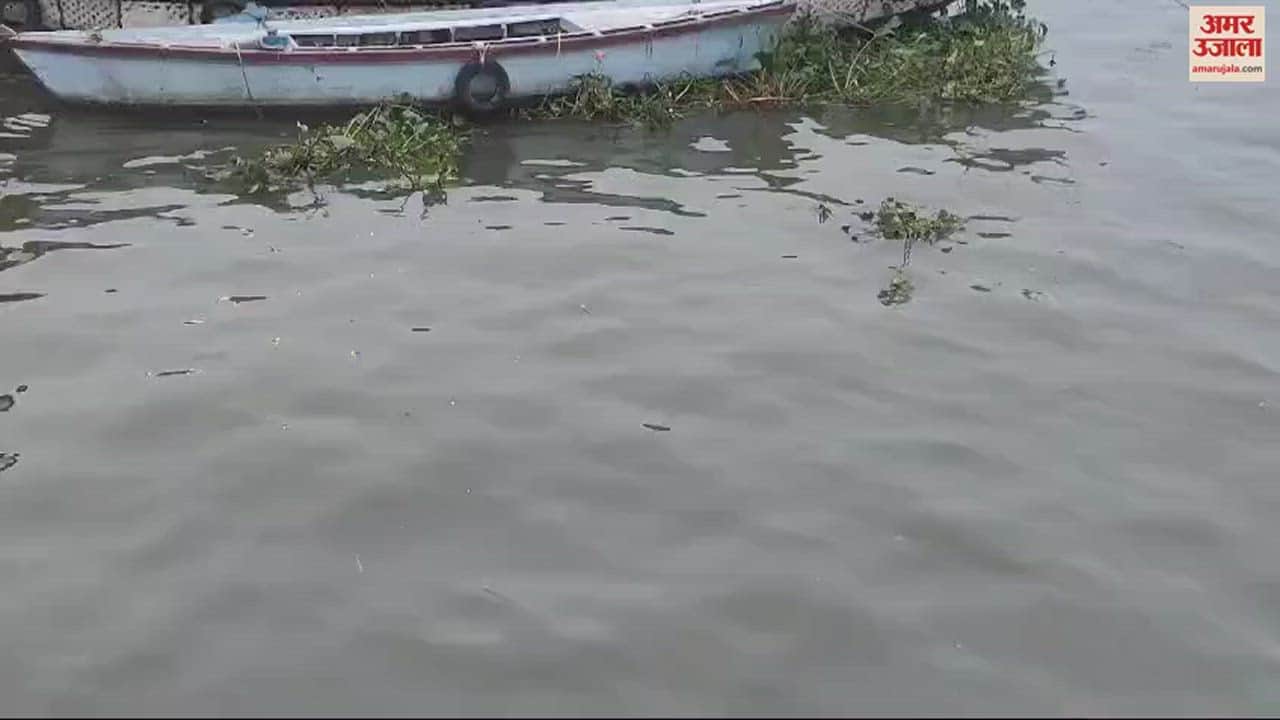 VIDEO : Devotees were surprised to see water hyacinth in Ganga river question mark on departments