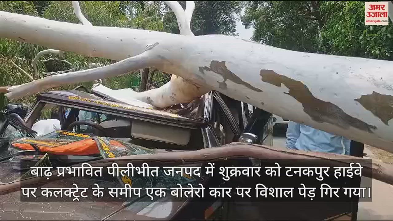 VIDEO : पीलीभीत में टनकपुर हाईवे पर बोलेरो कार पर गिरा पेड़, चालक समेत दो घायल
