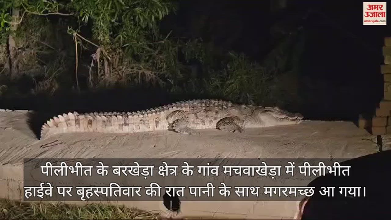 VIDEO : पीलीभीत हाईवे पर आया मगरमच्छ, मच गई भगदड़