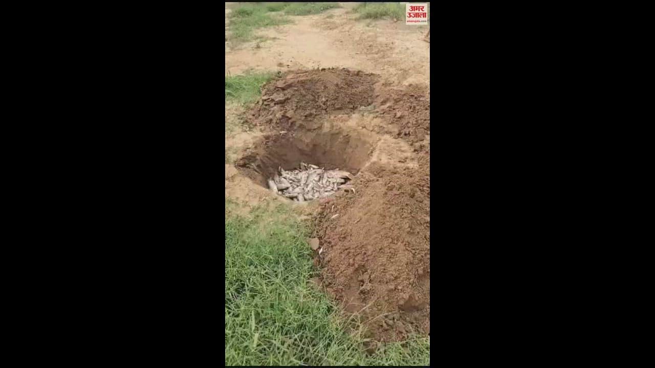 VIDEO : फतेहाबाद के गांव मताना के जलघर में मरी हजारों मछलियां