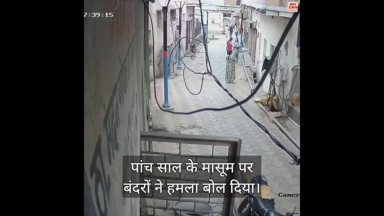 VIDEO : बंदरों ने किया पांच साल के मासूम पर हमला, शोर सुन दौड़े लोग....ऐसे बचाई जान; वीडियो हुआ वायरल