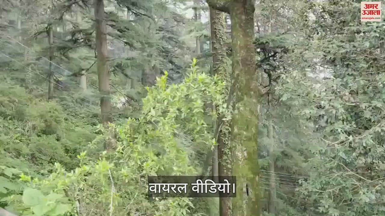 VIDEO : Short circuit caused by monkeys in Shimla blast started in electric wires