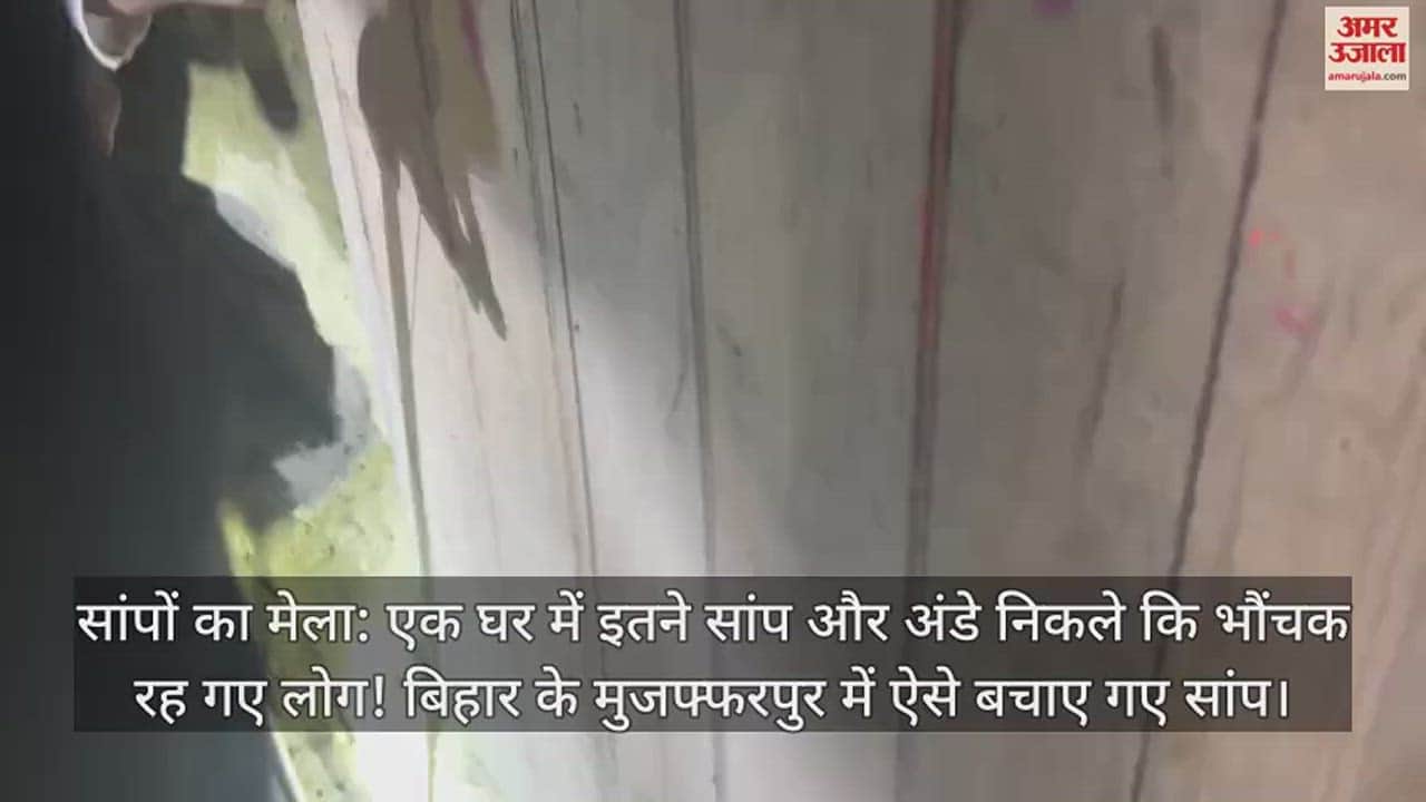 VIDEO : Dozens of snakes and eggs in the house, everyone shocked! safe rescue of snakes in muzaffarpur bihar