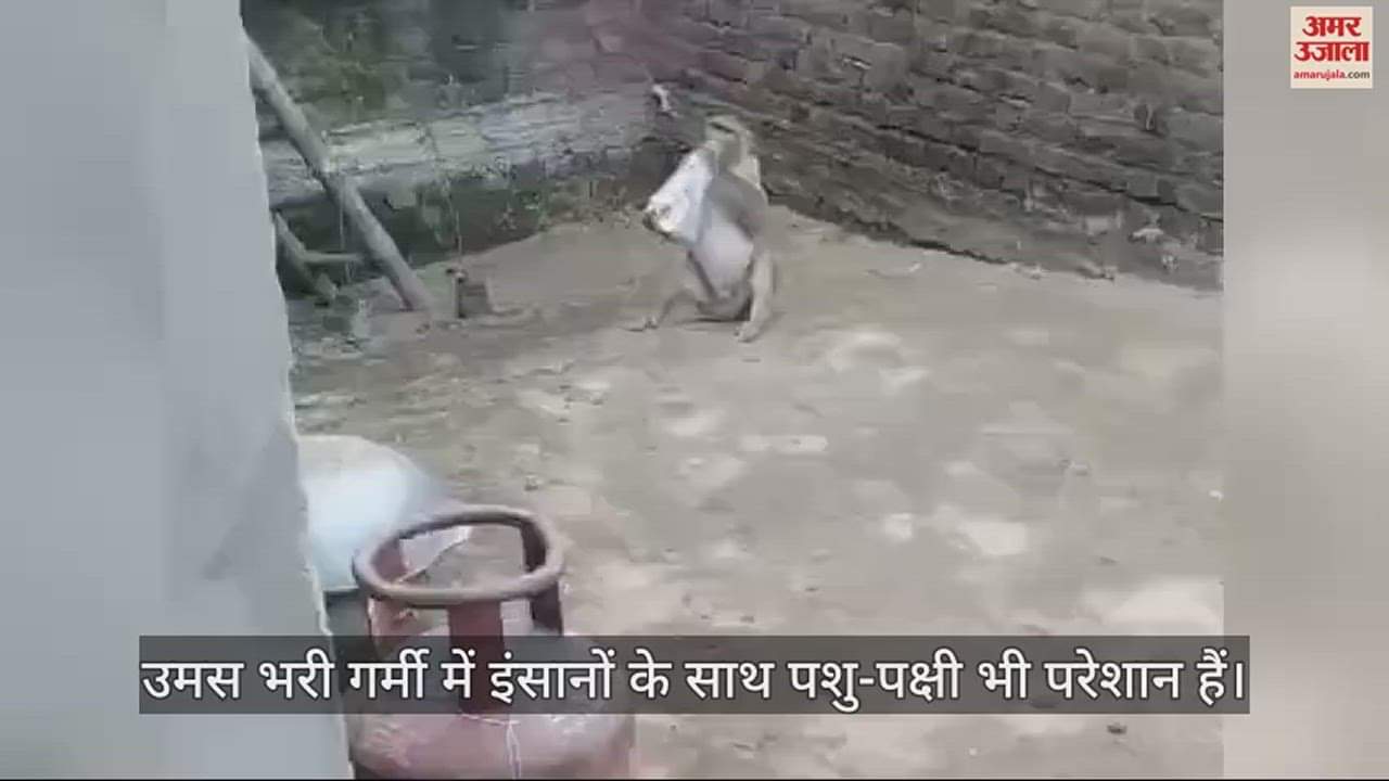VIDEO : ये प्यास है बड़ी... बंदर ने घर में घुसकर फ्रिज से निकाली बोतल, आंगन में आराम से बैठकर पीया पानी