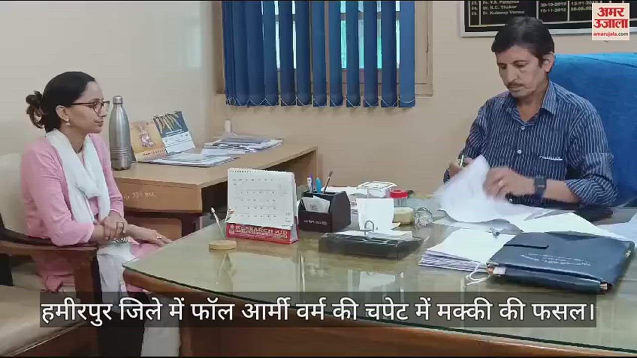 VIDEO : Maize crop in Hamirpur affected by fall army worm, agriculture department sent medicines