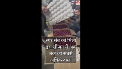 VIDEO : Spur apple got the highest price so far this season in shimla