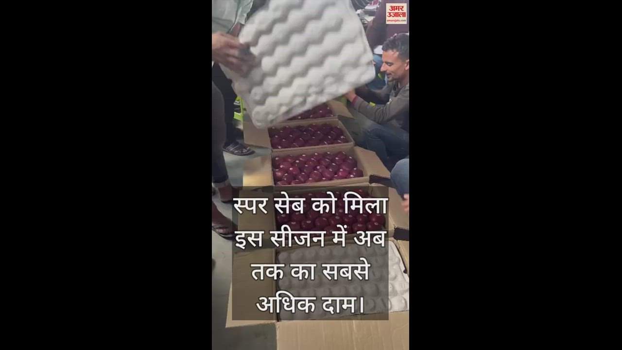 VIDEO : Spur apple got the highest price so far this season in shimla