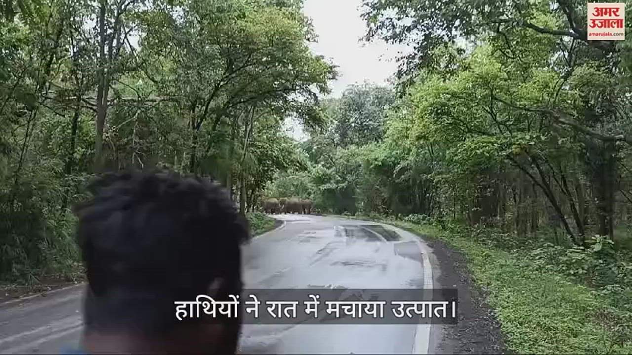 VIDEO : रायगढ़ में दंतैल हाथी घूम-घूमकर मचाते रहे उत्पात, बाउण्ड्री तोड़ी धान की फसल की बर्बाद