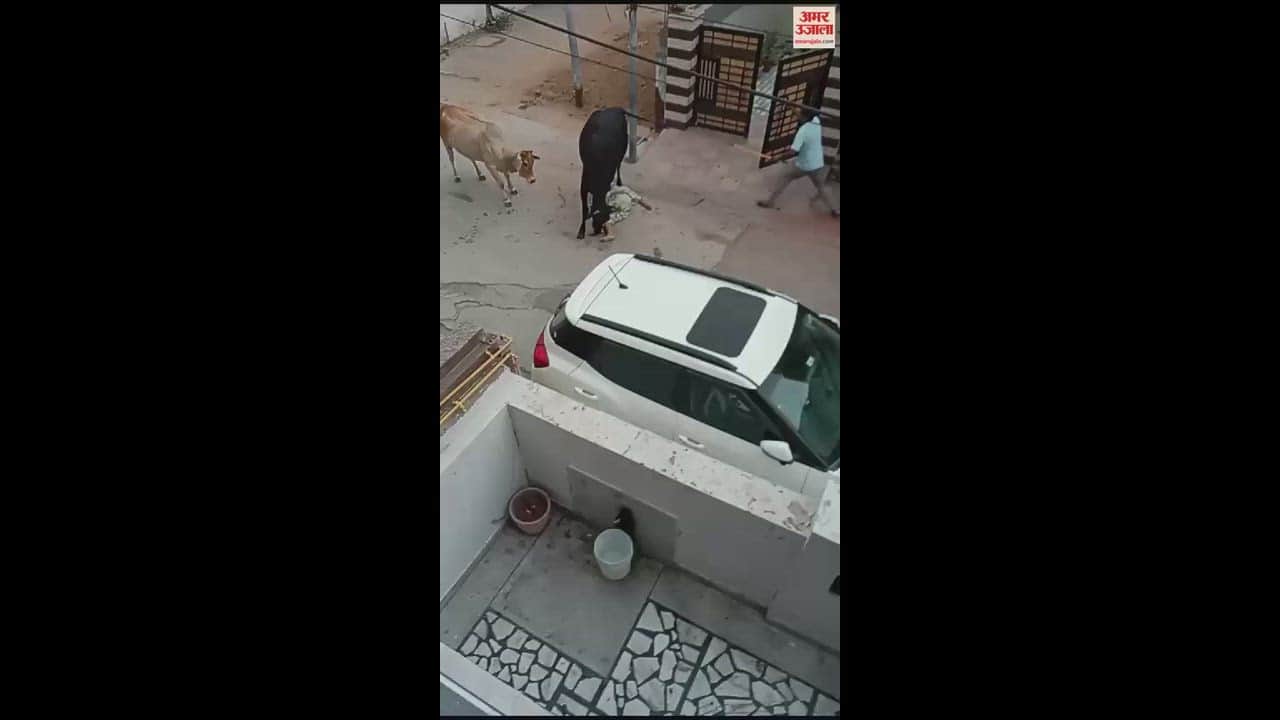 VIDEO : Cattle roaming on the road in Kurukshetra took the life of a woman