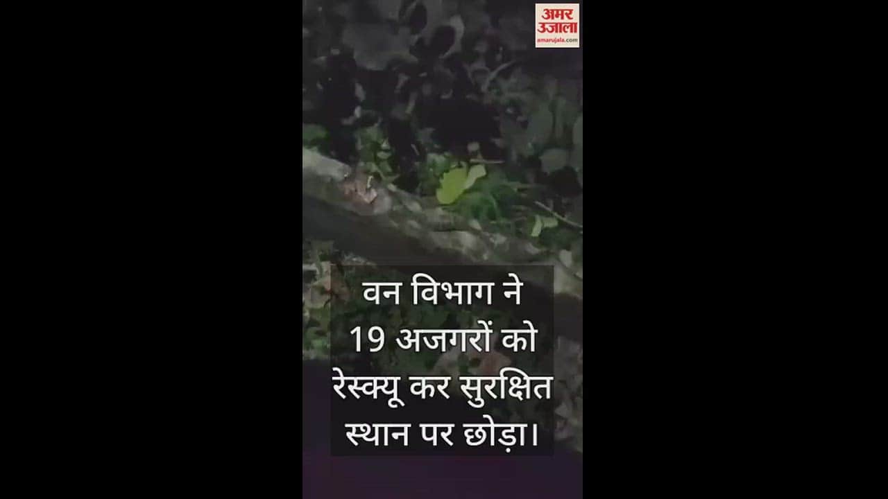 VIDEO : हमीरपुर में एक साथ 19 अजगर निकलने से हड़कंप, वन विभाग ने चलाया रेस्क्यू अभियान… सुरक्षित स्थान पर छोड़ा