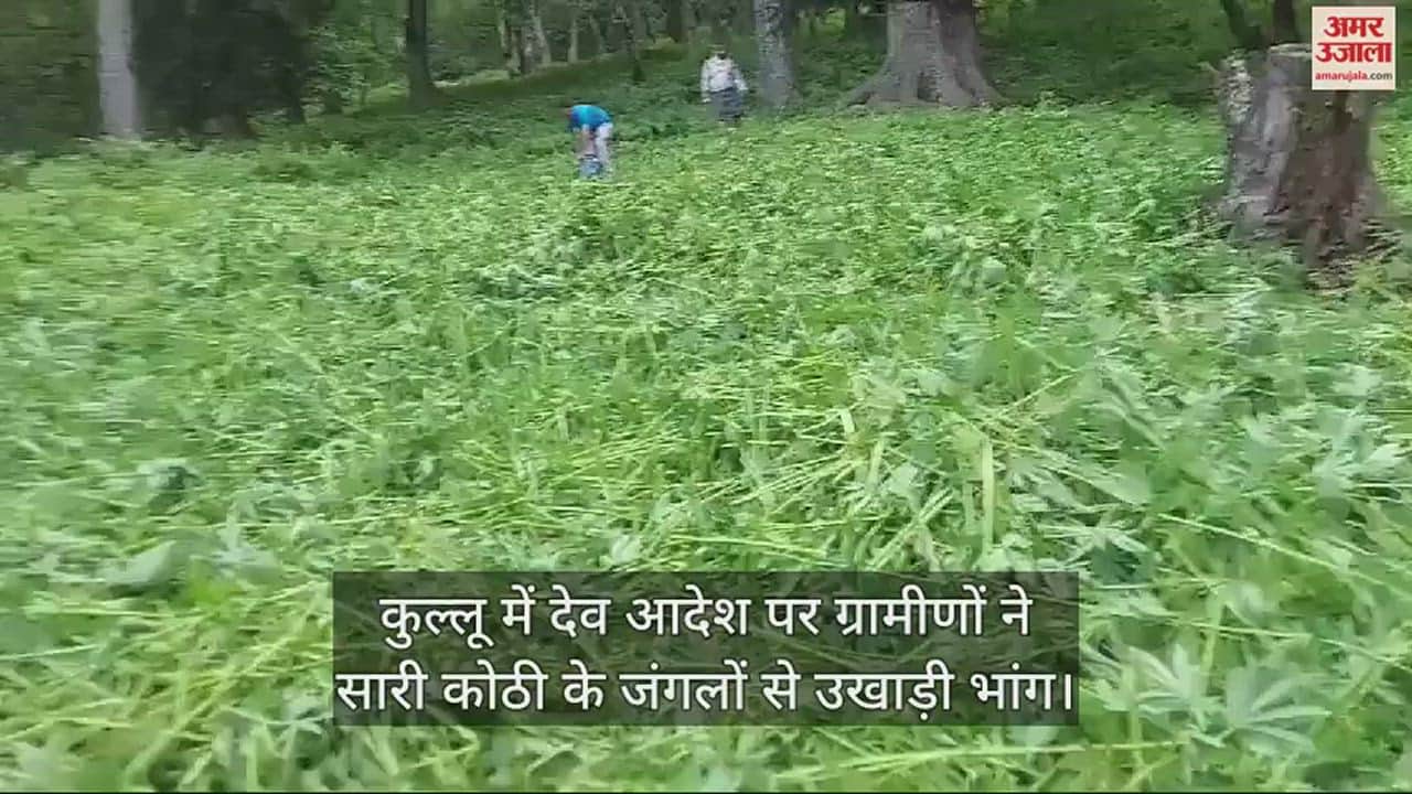 VIDEO : On the orders of the deity, the villagers uprooted cannabis from the forests of Sari Kothi in Kullu