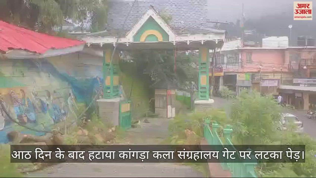 VIDEO : After eight days the tree hanging on the gate of Kangra Art Museum was removed