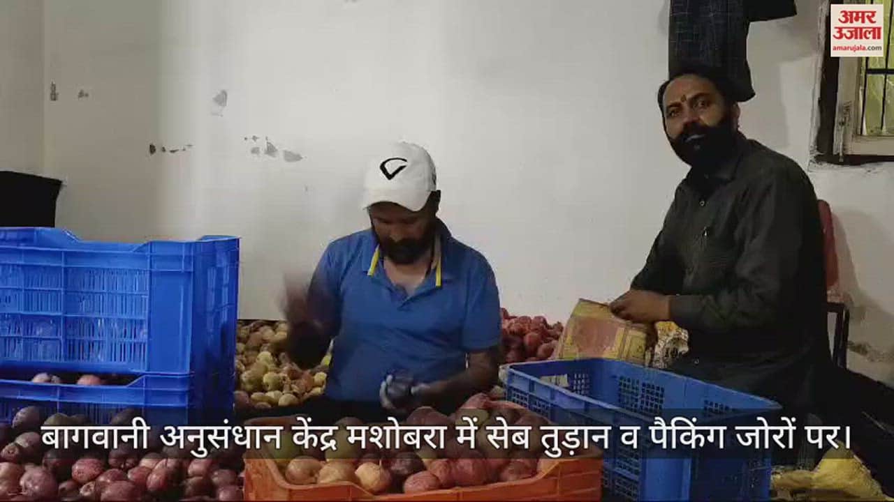 VIDEO : Apple harvesting and packing is in full swing at Horticulture Research Center Mashobra