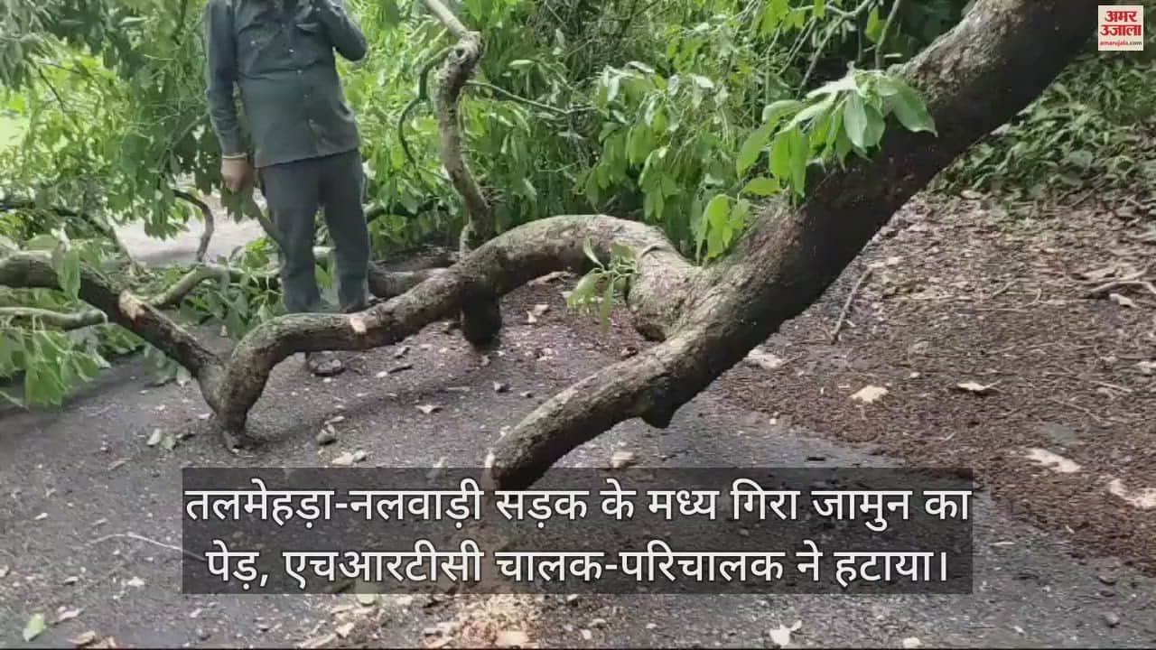 VIDEO : Jamun tree fell in the middle of Talmehra-Nalwadi road, HRTC driver-conductor removed it