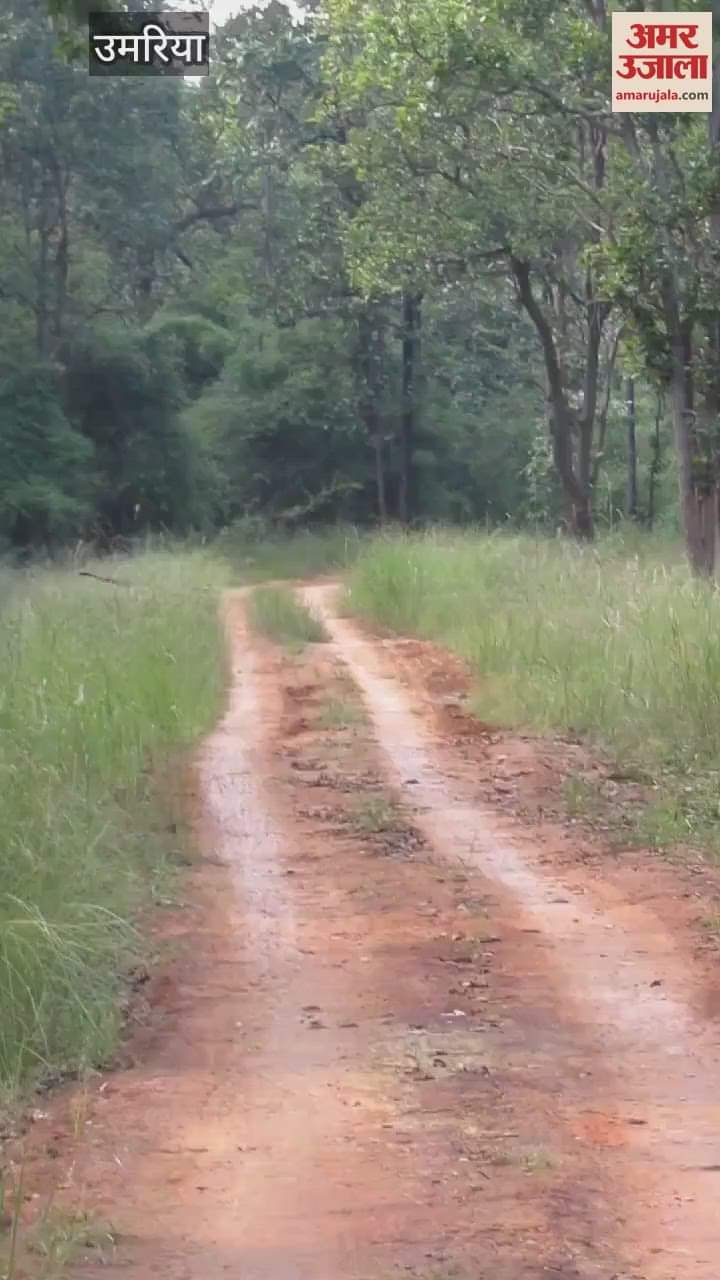 Bandhavgarh Tiger Reserve Umaria Darrah tigress and her two cubs captured on camera watch viral video